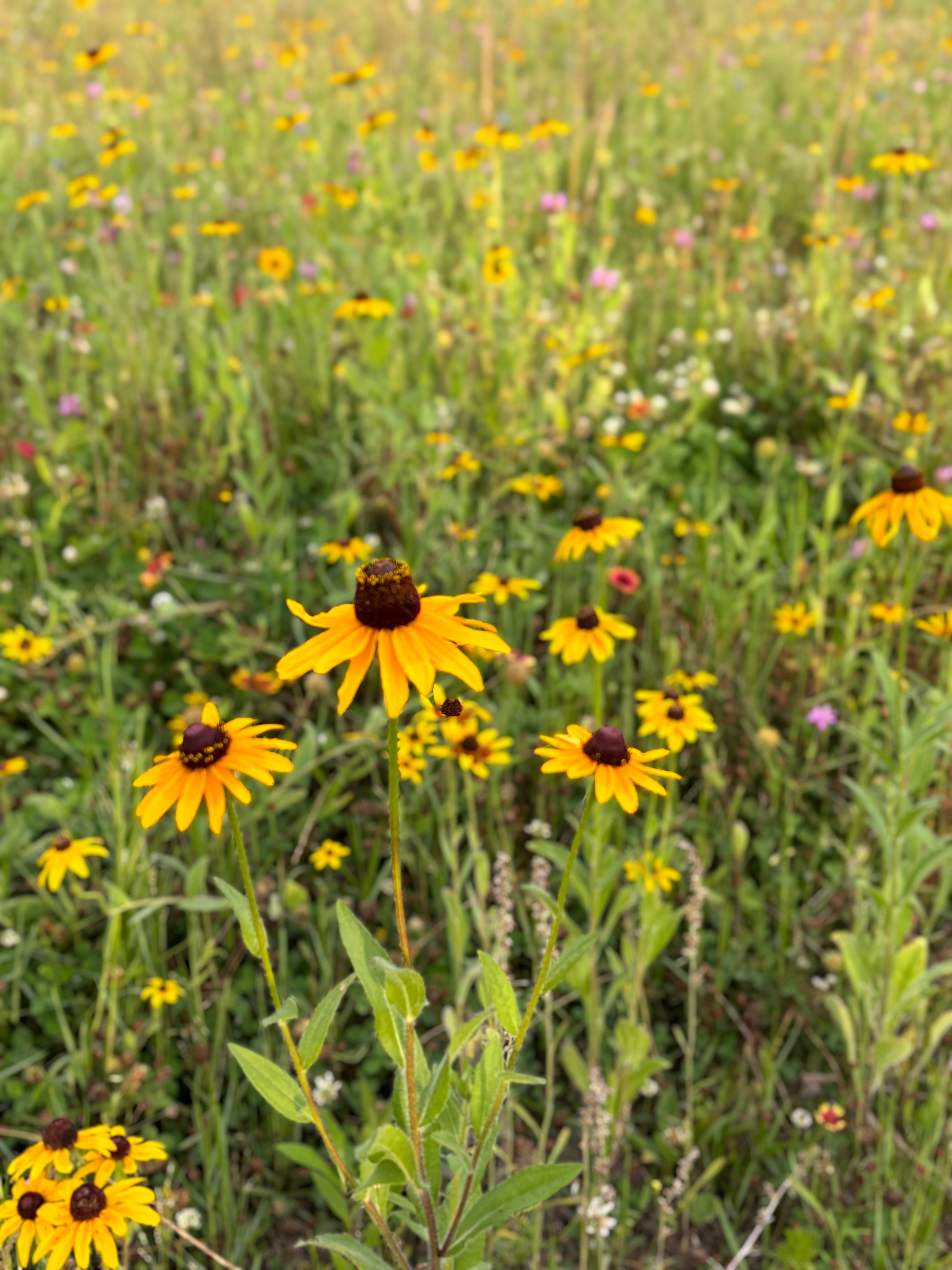Wildflower field with yellow and brown flowers in a natural setting